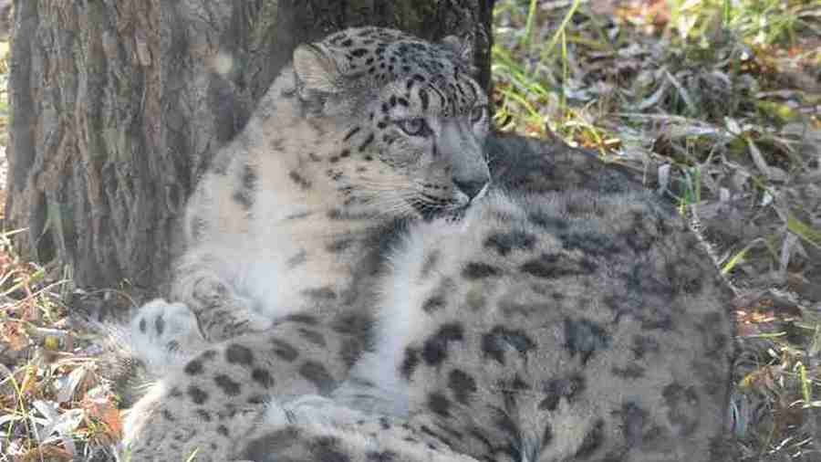 Снежен леопард Никс           Снимка: Столичен зоопарк