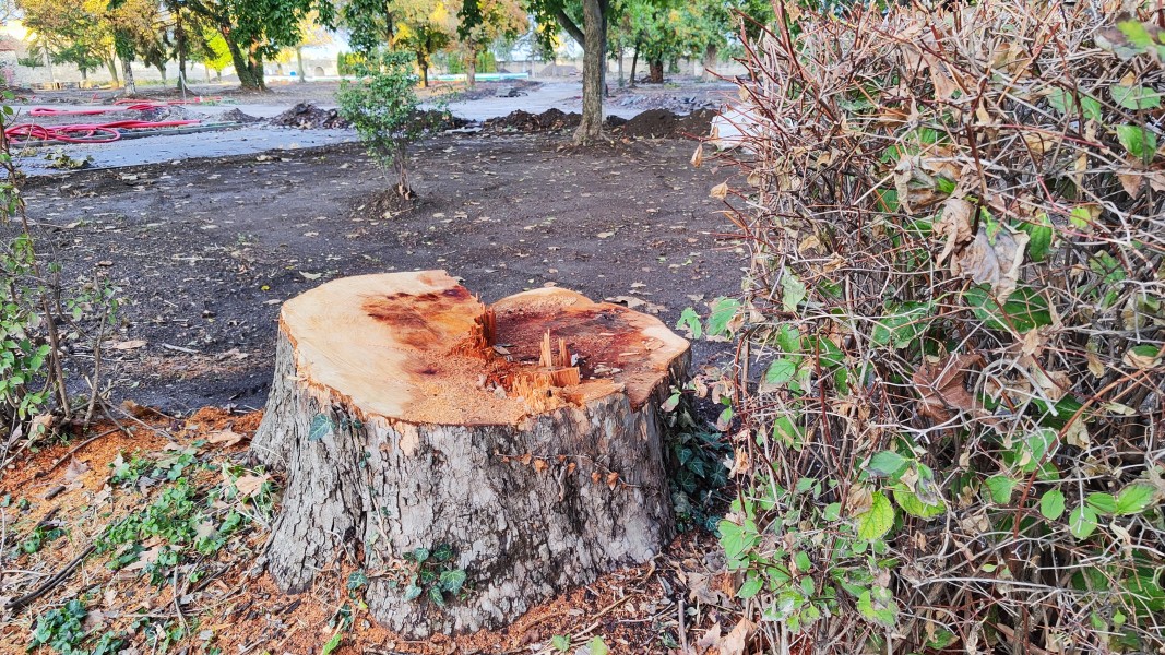 Снимка: Радио Видин