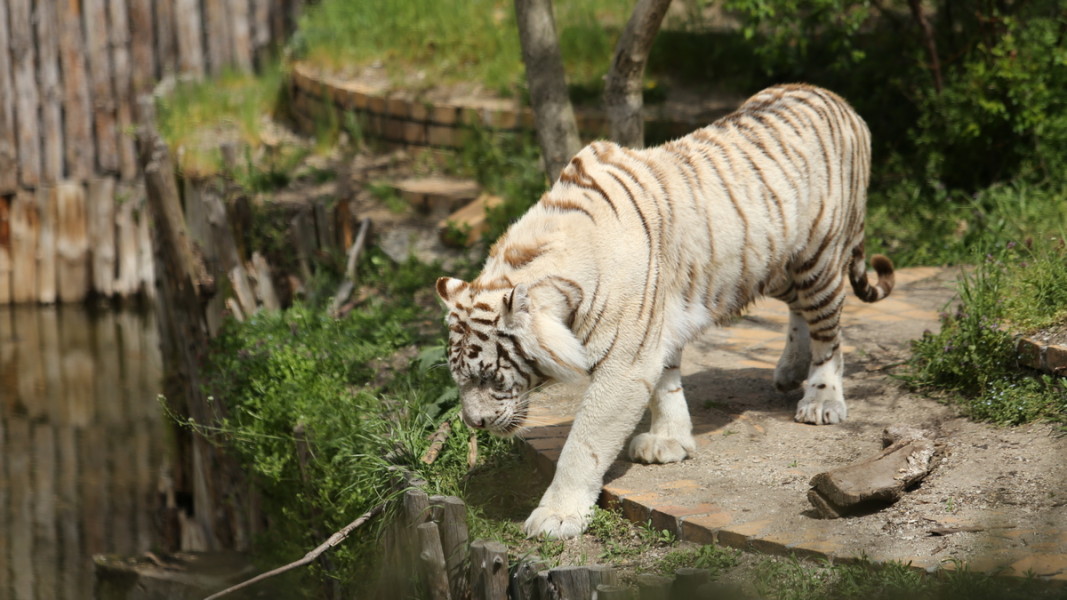 Софийският зоопарк е измежду положителните образци за развъждане на животните, настояват от „ Четири лапи “. Снимка: БГНЕС 