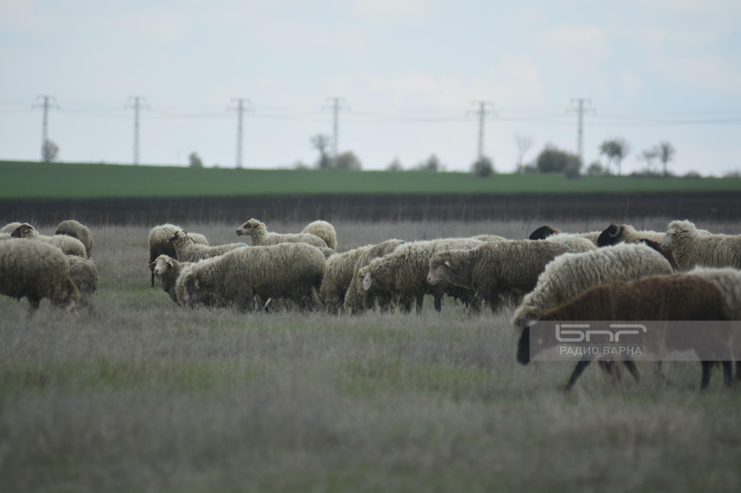 Стадо овце в село Искър, Варненско