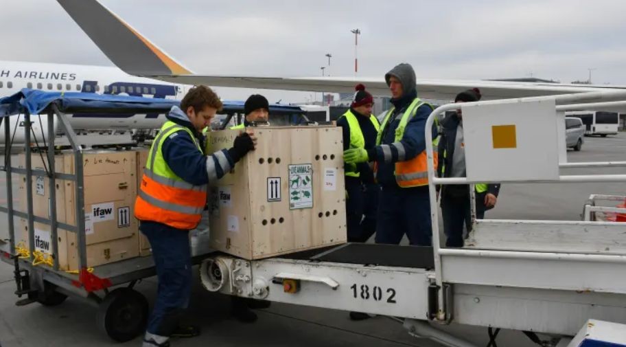 Мисия по транспортирането на лъвчетата от Украйн през Полша до САЩ