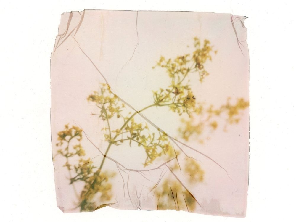 Yohana Trayanova- Manipüle polaroid görüntü.