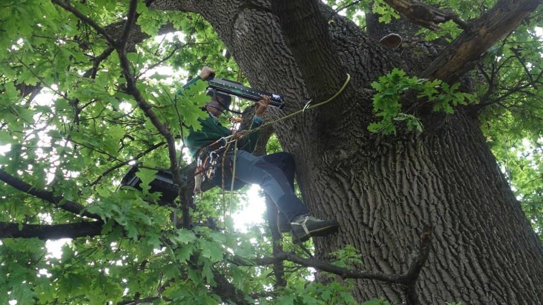 Обследване на дърво от арборист