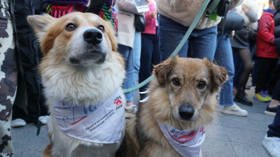Протест срещу насилието над животните пред Съдебната палата в София на 15.11.2025 г.