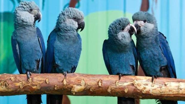 Спиксов папагал ара