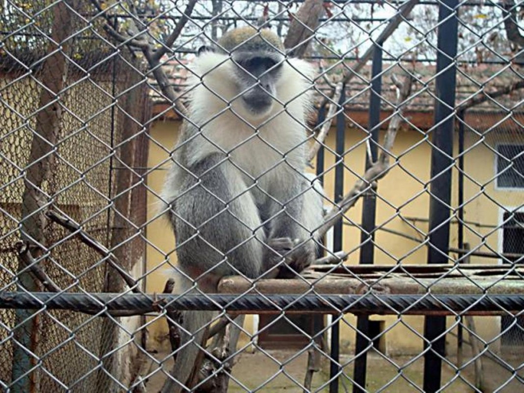 Маймуната Мони   Снимка: Здравка Маслянкова