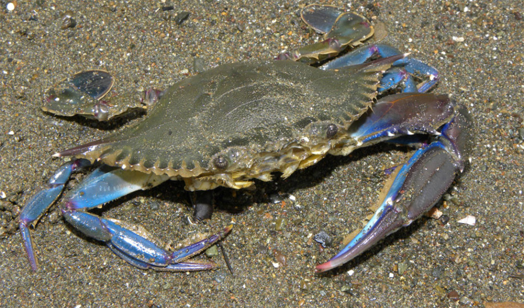 Blue crab