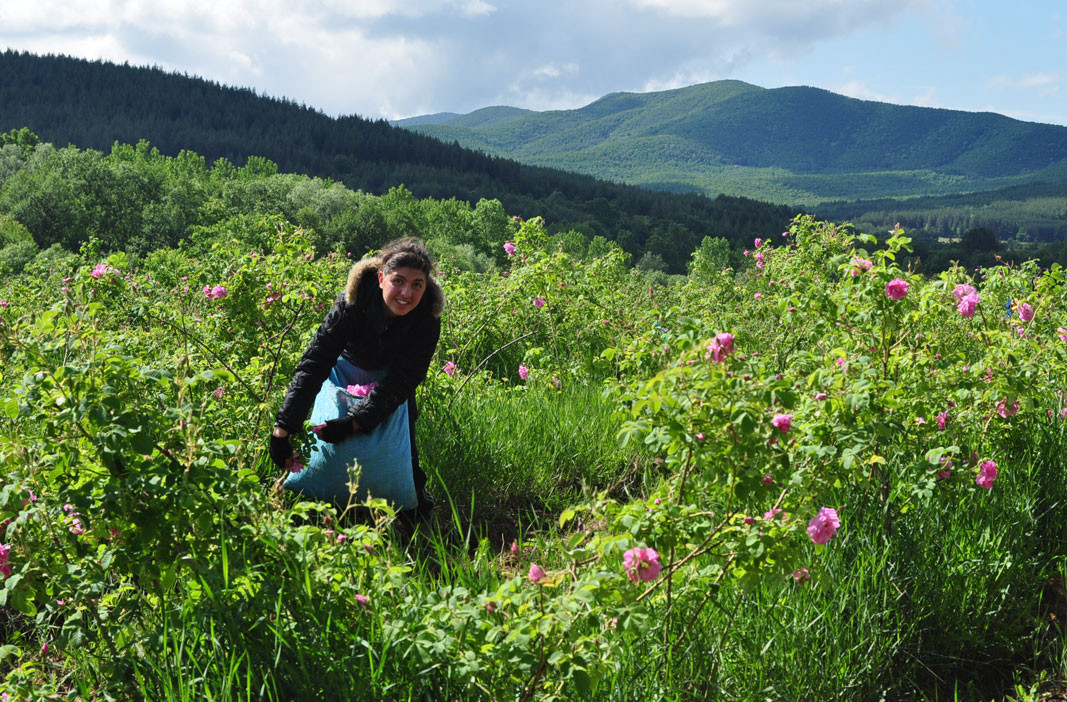 La cules de trandafiri în satul Pavel Banya