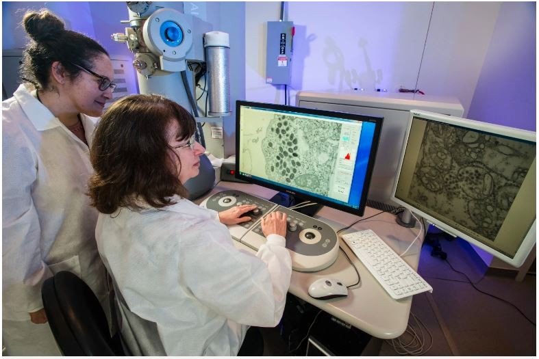 Изследователите Синтия Голдсмит (вдясно) и д-р Руселис Мартинес (вляво) които използват електронен микроскоп, за да изследват клетъчна култура, заразена с вируса на вариола - причинителя на едра шарка.