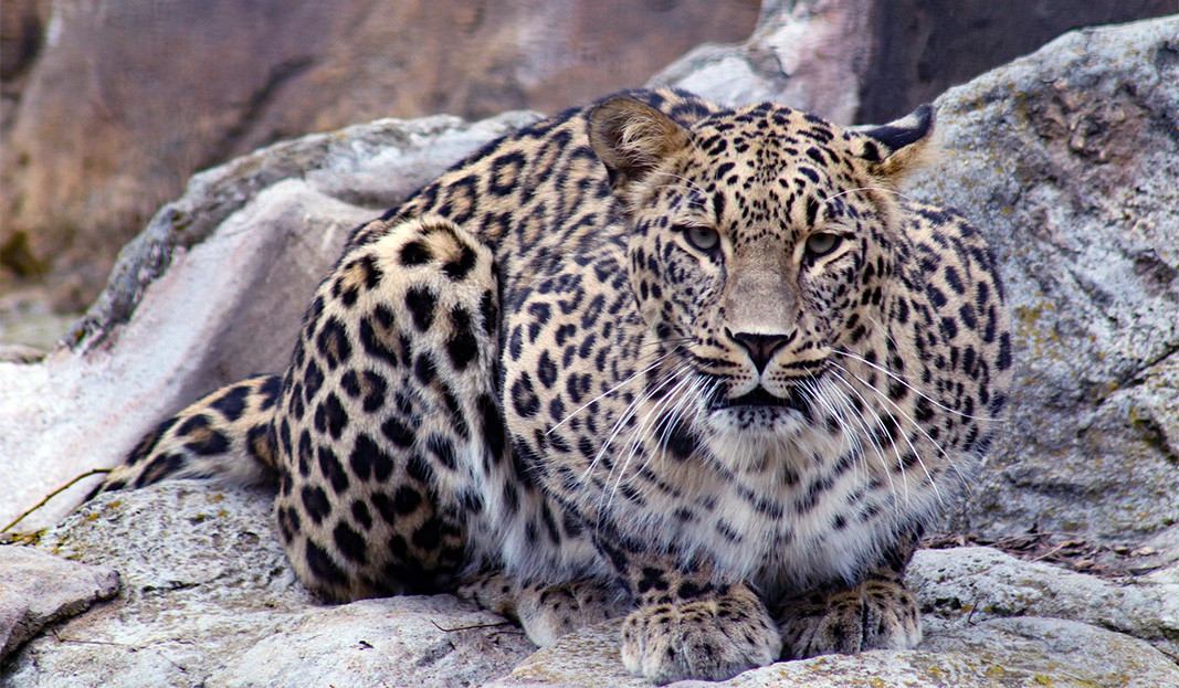 Снежен леопард (барс)
