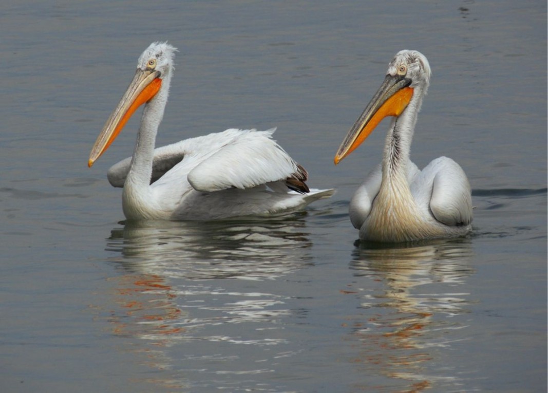 Pelikani Dalmat