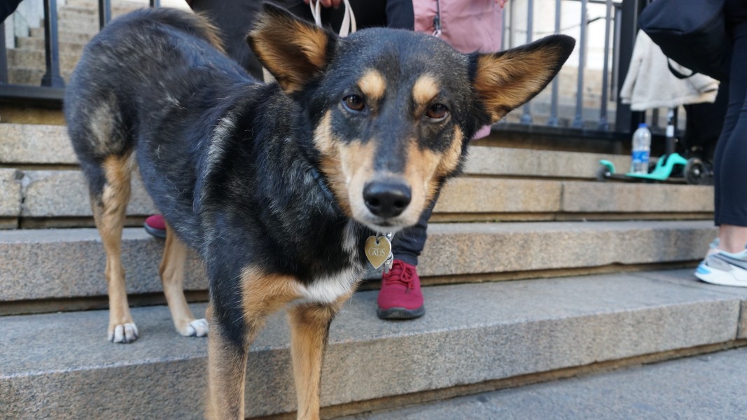 Протест срещу насилието над животните пред Съдебната палата в София на 15.11.2025 г.