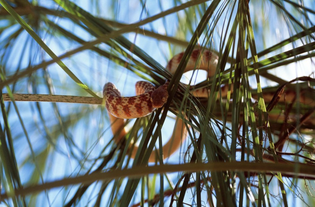 Кафявата дървесна змия. Снимка: Алами/Ройтерс