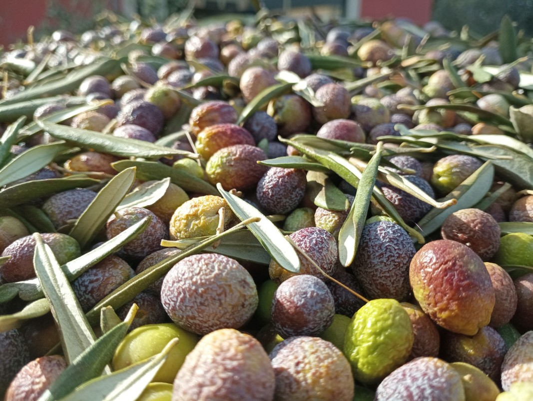 Реколта от маслини