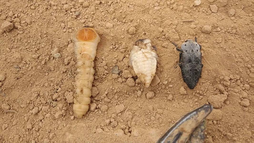 Fidan Dip Kurdu (Capnodis) larva ve ergin hali
