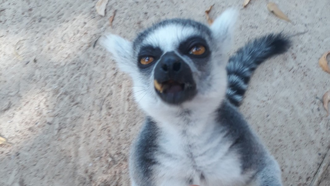 Лемур от Мадагаскар в Резервата „Читас Рок“          Снимка: Славена Илиева