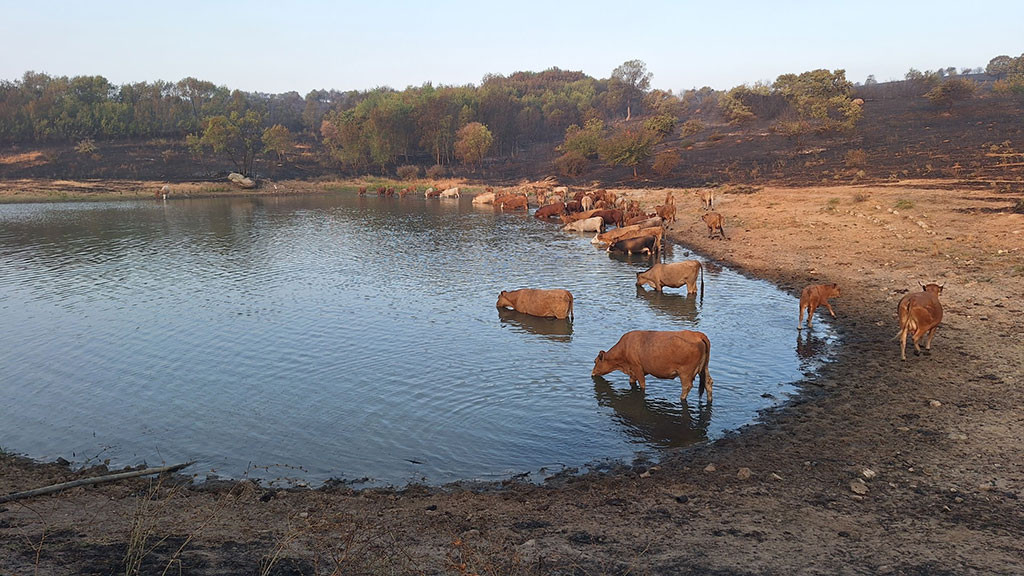 Животните на водопой
