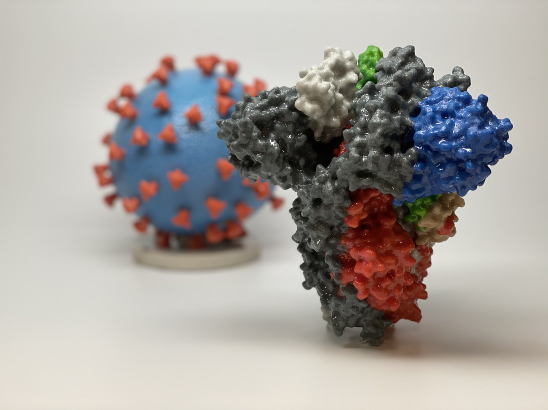 Модел на коронавируса, причиняващ Covid-19, и на протеина (на преден план), образуващ „шиповете“ на повърхността му, който осъществява  инвазията -позволява на вируса да навлезе и зарази човешките клетки. На  модела се вижда, че повърхността на вируса (синя) е покрита с „шипови“ протеини (червени).