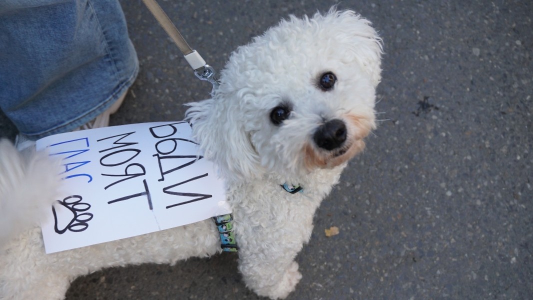 Протест срещу насилието над животните пред Съдебната палата в София на 15.11.2025 г.