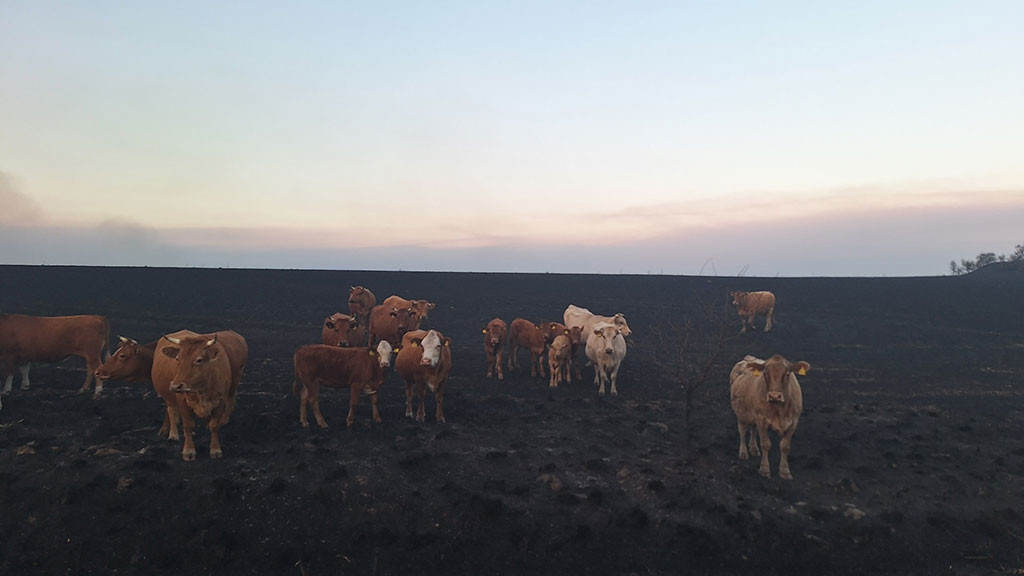 Животните след пожара