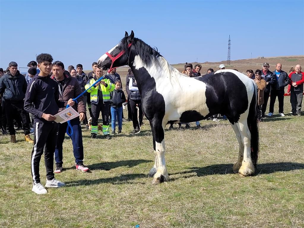 Най-красив кон на кушиите в Дунавци