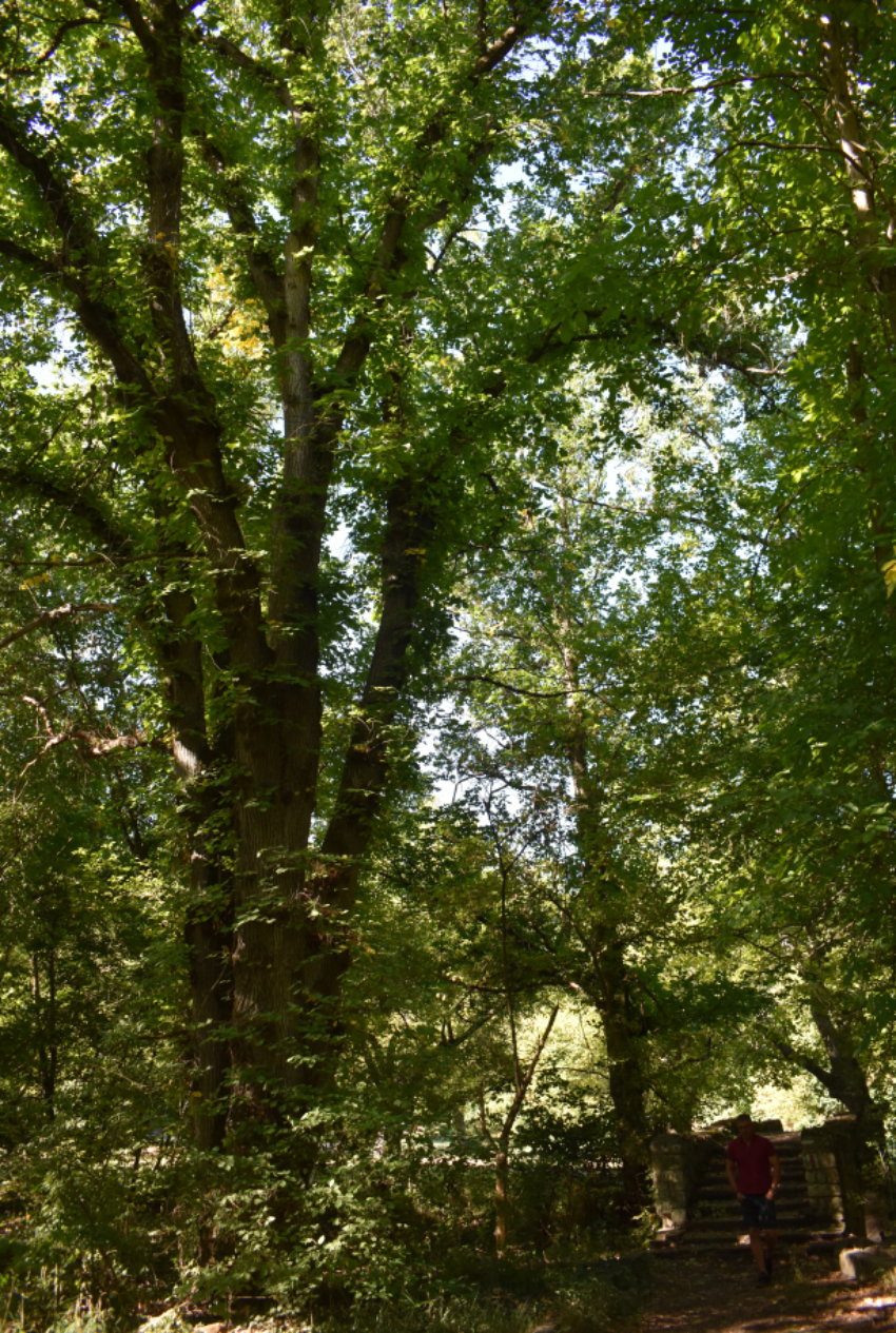 Вяз гладкий