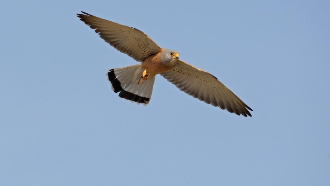 Белошипата ветрушка Снимка: персонален списък 