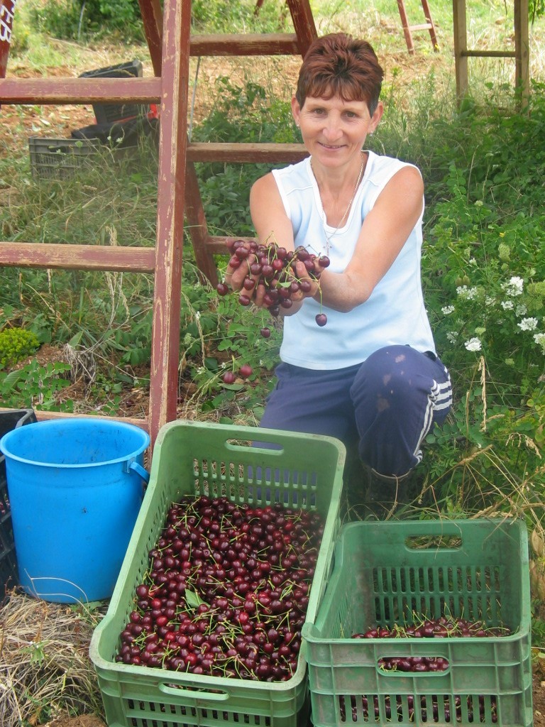 Черешоберът в Кюстендилско приключва, на места - с курбан за успешната реколта, въпреки ниските изкупни цени.