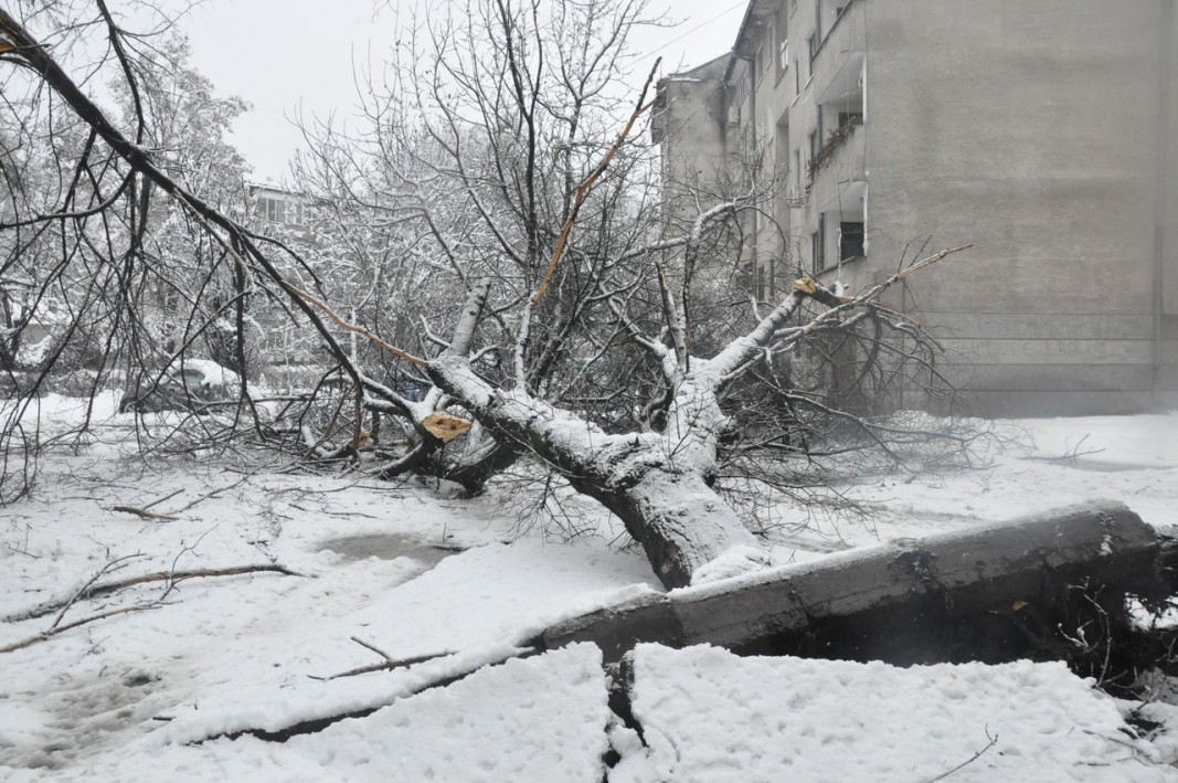 Паднало дърво във Видин. Снимка БТА