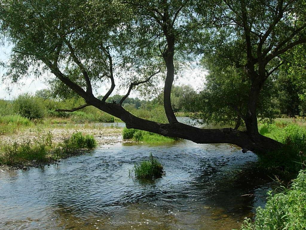 Река Лом край село Динково