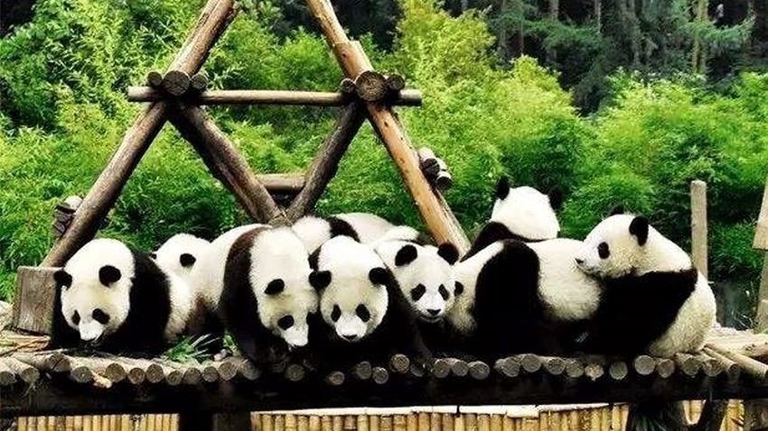 Зоопаркът за панди в Шънян  Снимка: архив на Хоу Манлин