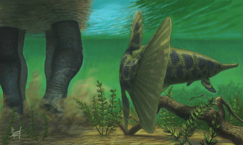 Reconstruction of lepisosteus