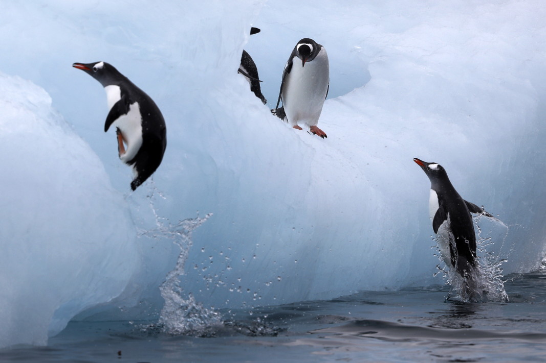 Пингвини на Антарктида     Снимка: ЕПА/БГНЕС