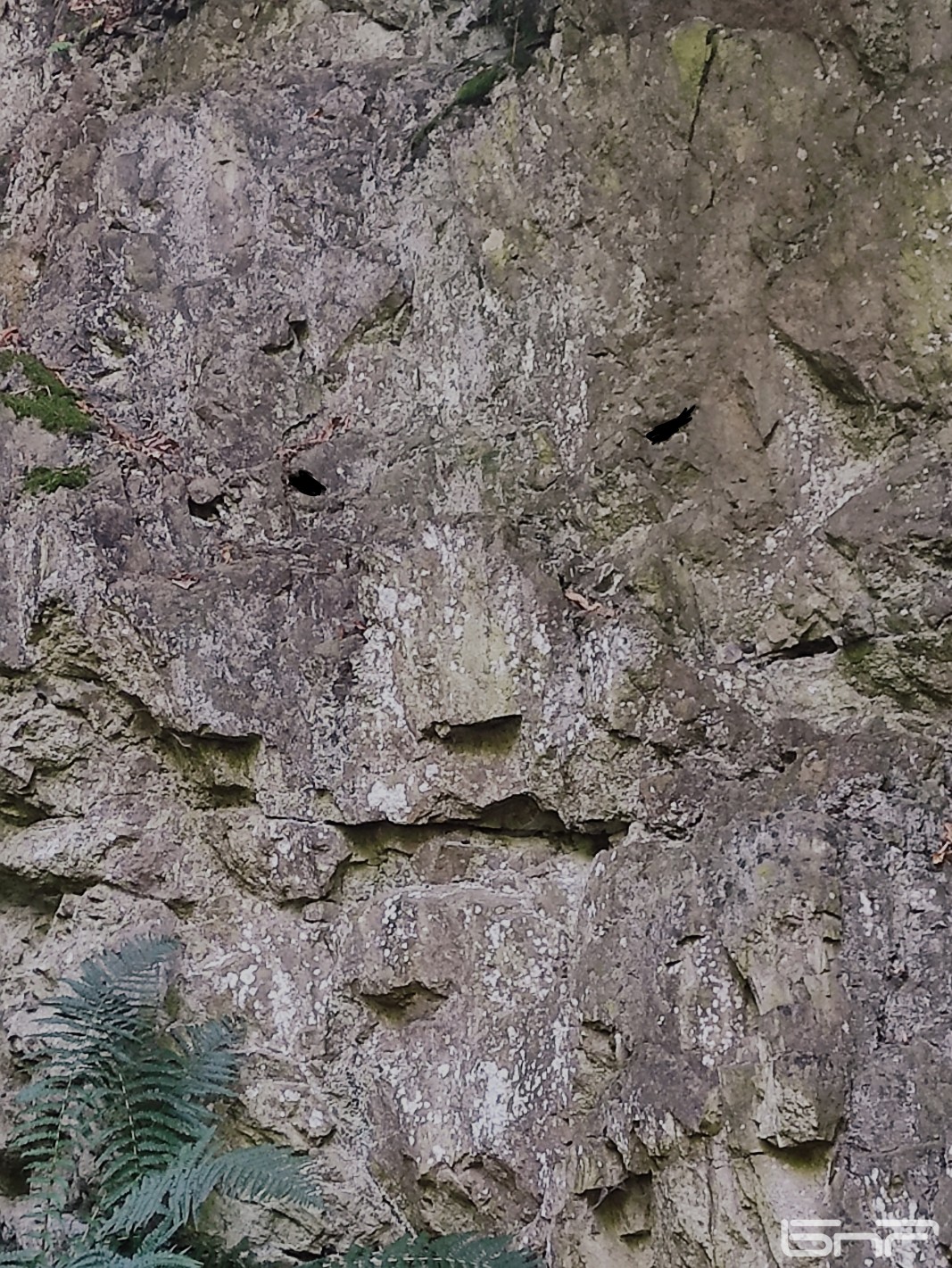 Изображение на лъвска глава в скалата над гробницата