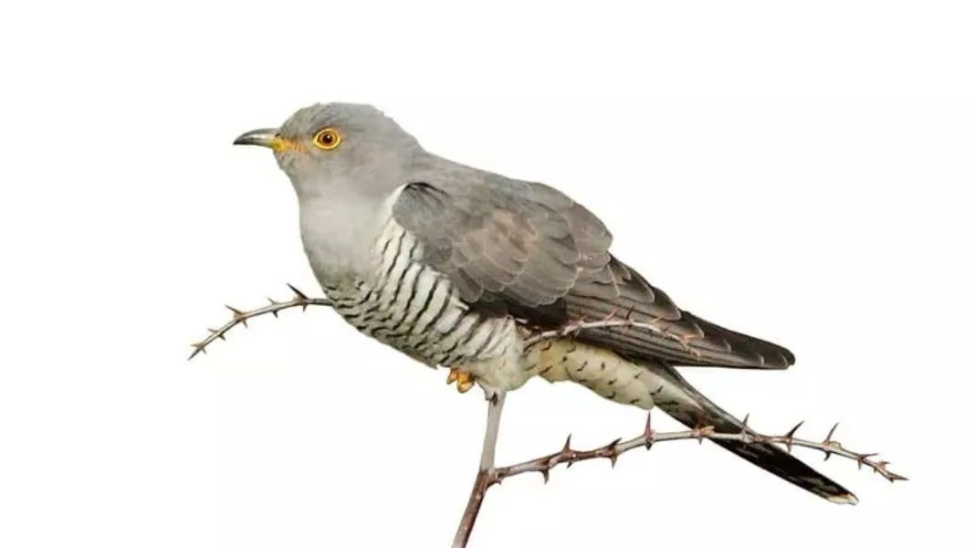 Cuckoo