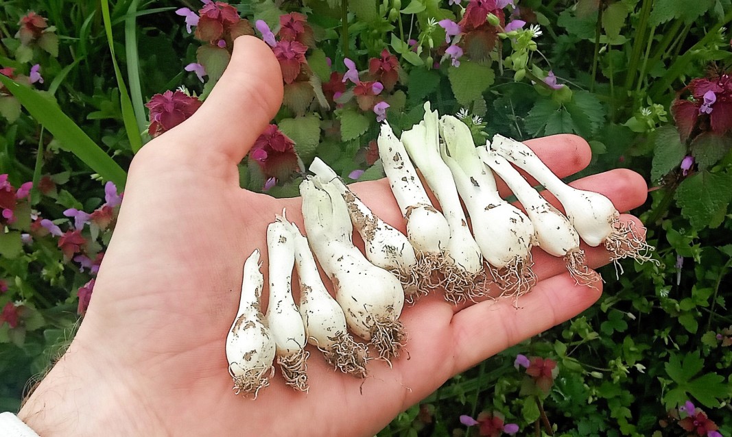Samardala bulbs