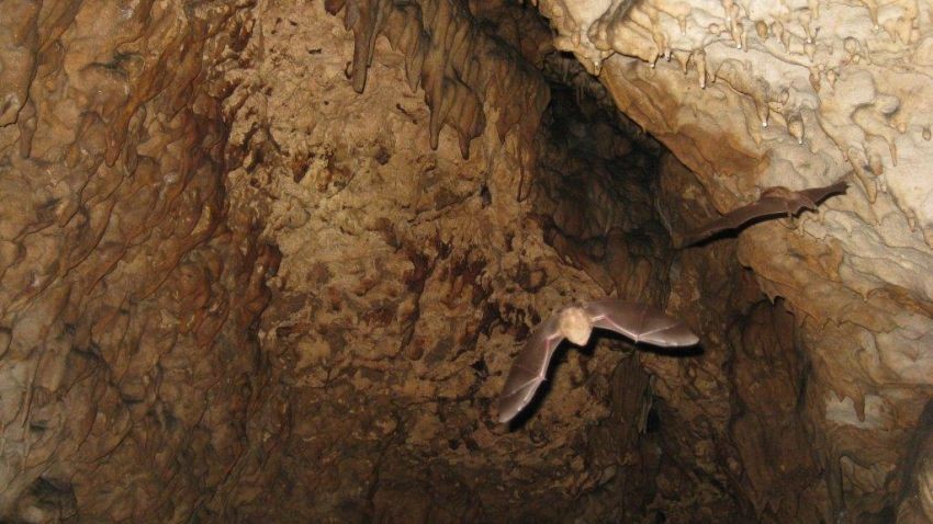 Bats in Biserna Cave