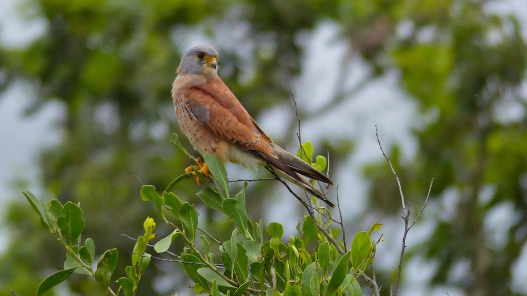  Белошипата ветрушка Снимка: персонален списък 