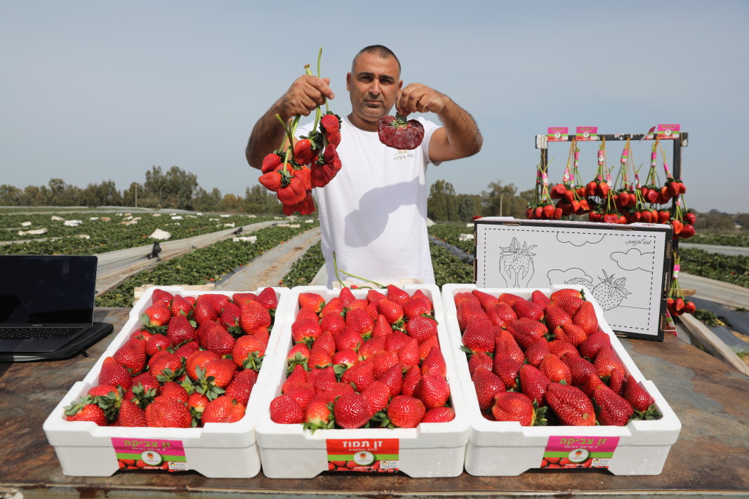  Цачи Ариел театралничи със своите ягоди, измежду които и вписаната в Книгата на Гинес в градините си до Мошав Кадима-Зоран, Израел, 17 февруари 2022 г./Снимка: ЕРА/БГНЕС 