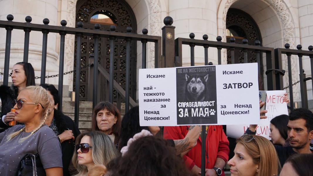 Протест срещу насилието над животните пред Съдебната палата в София на 15.11.2025 г.