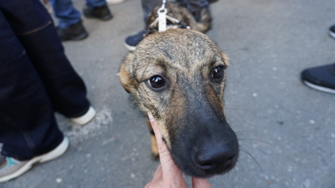 Протест срещу насилието над животните пред Съдебната палата в София на 15.11.2025 г.