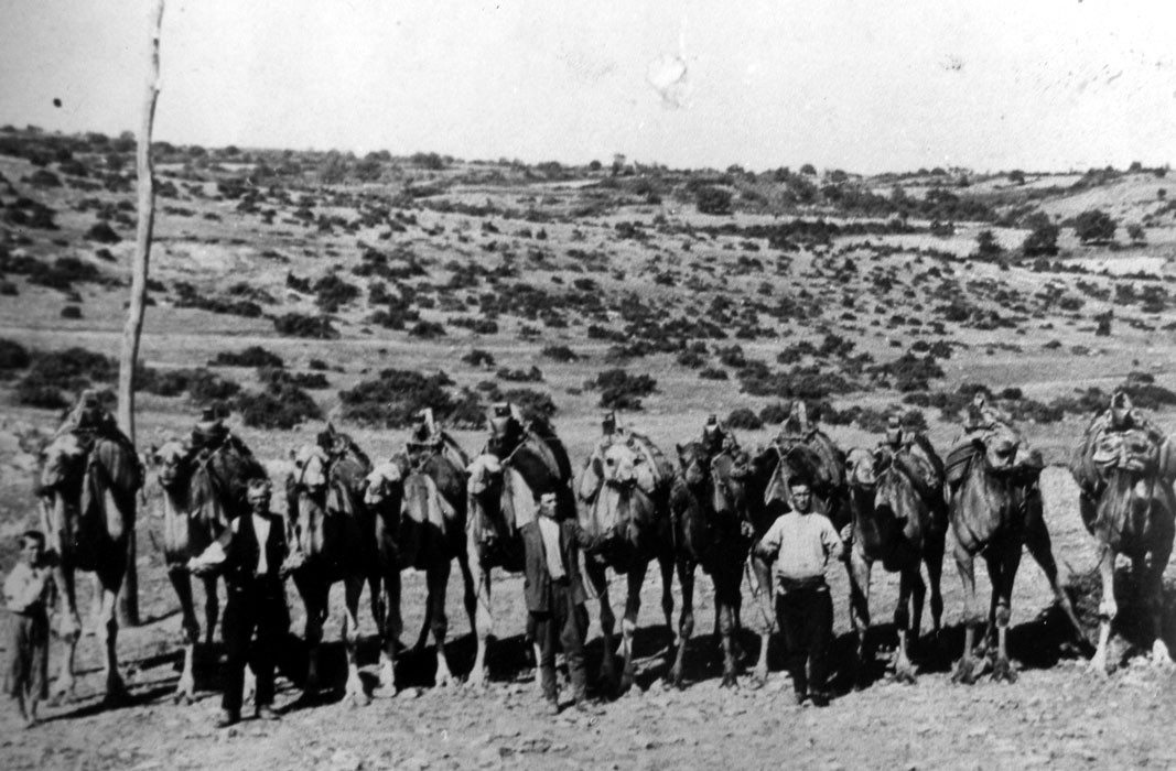 Тополовградские верблюдоводы, 1936 г.