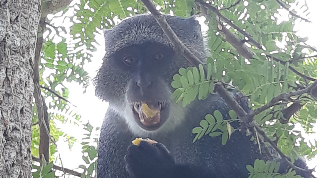 В джунглата на парка Джозани с маймуни, костенурки на 200 години, мангрова растителност и лечебната сила на билките   Снимка: Славена Илиева