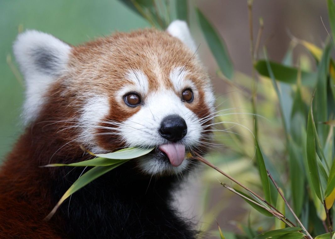 Червените панди принадлежат към групата на хищниците, но храната им е предимно растителна.