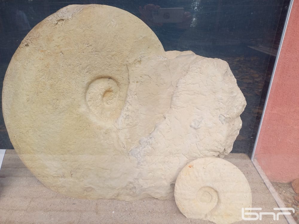 Фосил амонитът открит от Галин Георгиев в скалите на Петричкале и датиран от специалистите на около 80 млн.години. Той е с приблизителна тежест около половон тон и днес е изложен в двора на Природонаучен музей-Варна