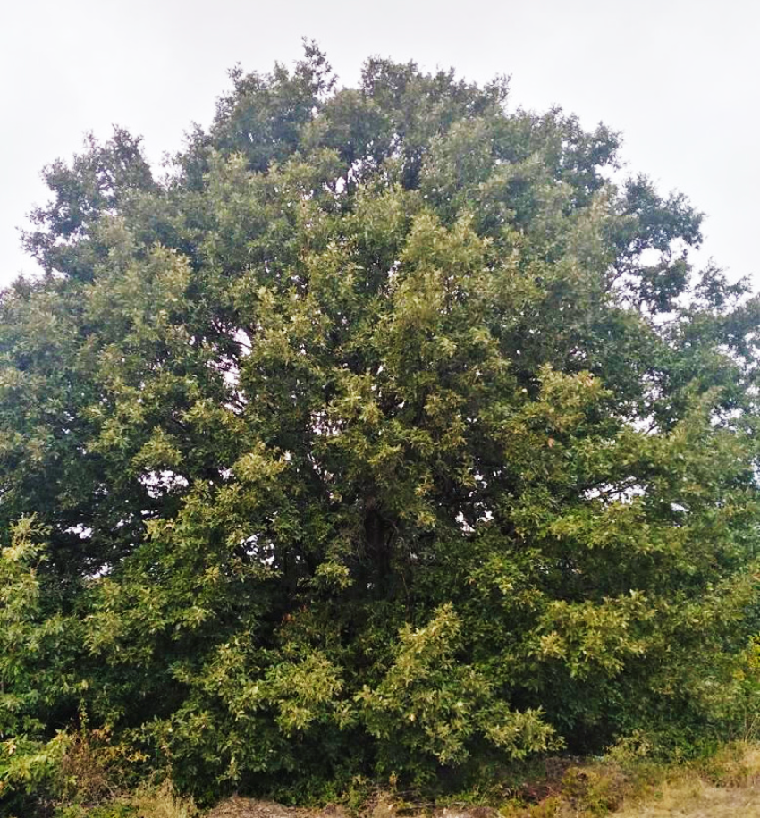 Дуб австрийский