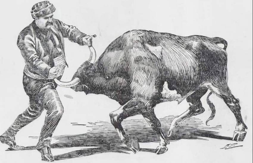 Amerikan basınından Koca Yusuf boğayı devirirken,1898 yılı. Çizim Harry Beecher.