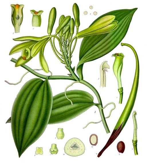 Орхидеята ванилия (Vanilla planifolia), илюстрация от Köhler's Medicinal Plants, 1887 г.