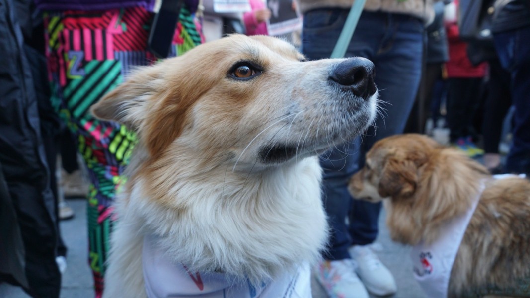 Протест срещу насилието над животните пред Съдебната палата в София на 15.11.2025 г.
