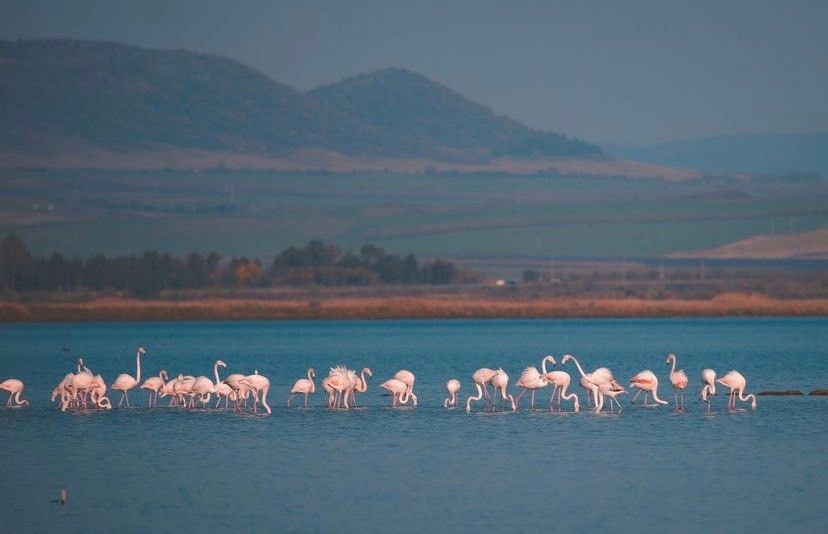 Снимка: Атанас Атанасов <div> В момента в Поморийското езеро гостува фламинго